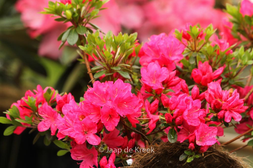 Rhododendron ‘Sophie Scholl’ (Azalea)