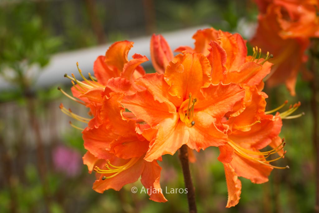Rhododendron ‘Spicy Lights’ (Azalea)