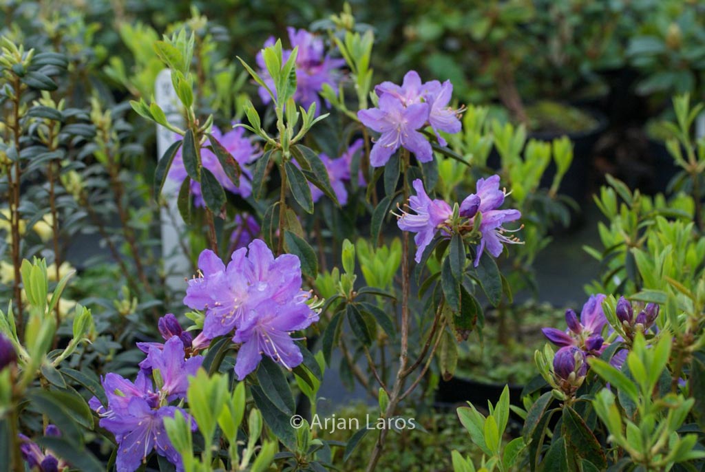 Rhododendron ‘St. Tudy’