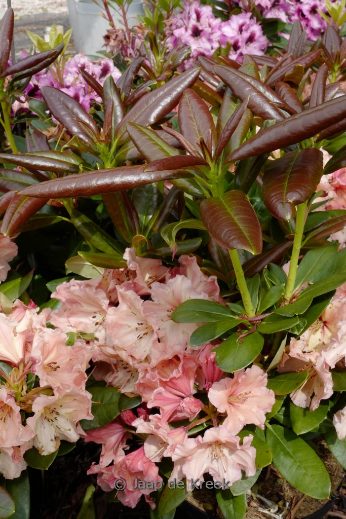 Rhododendron ‘Sun Glory’