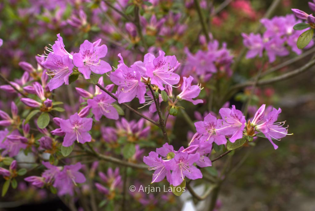 Rhododendron ‘Tit Willow’ (Azalea)