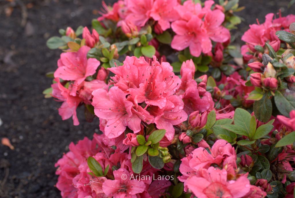 Rhododendron ‘Tootsie’ (Azalea)
