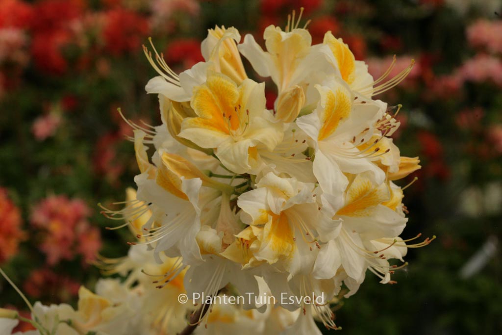 Rhododendron ‘Toucan’ (Azalea)