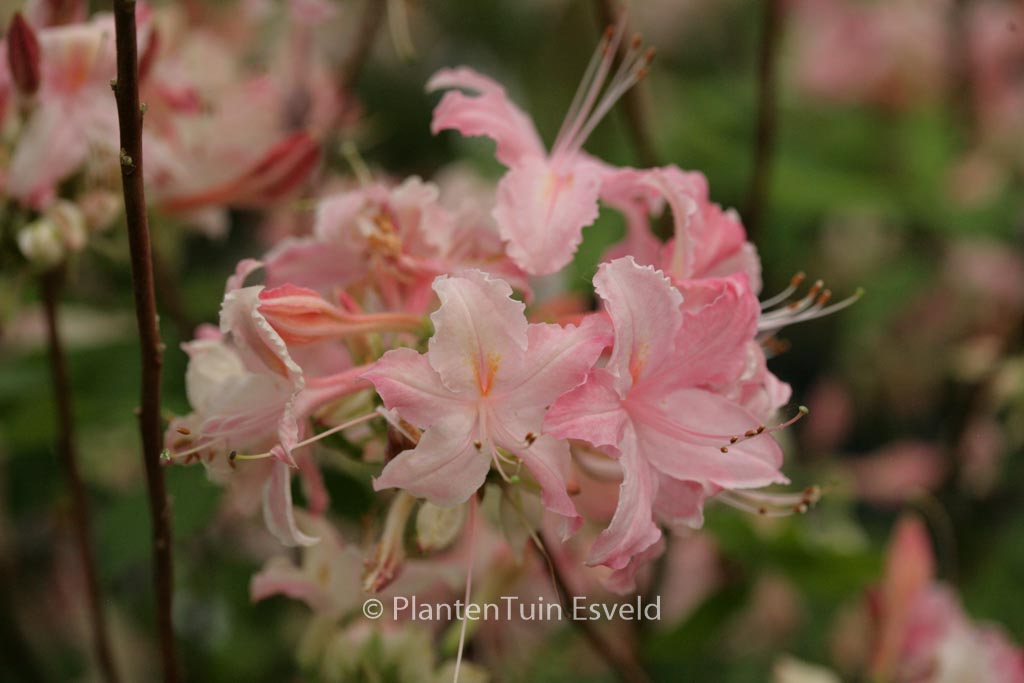 Rhododendron ‘Tower Daring’ (Azalea)