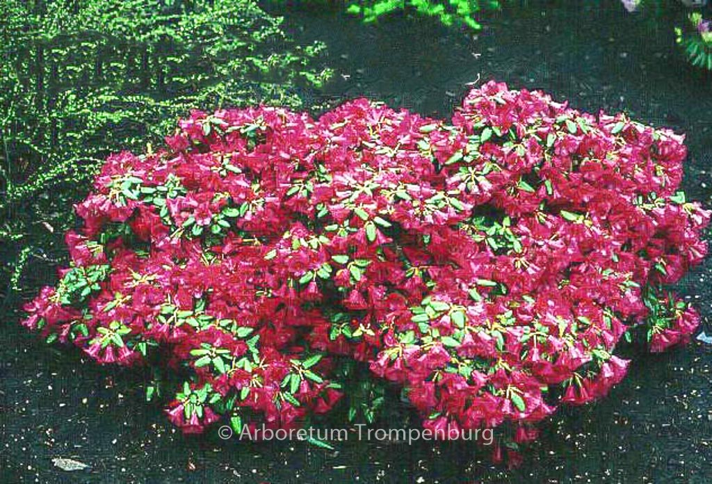 Rhododendron ‘Treasure’