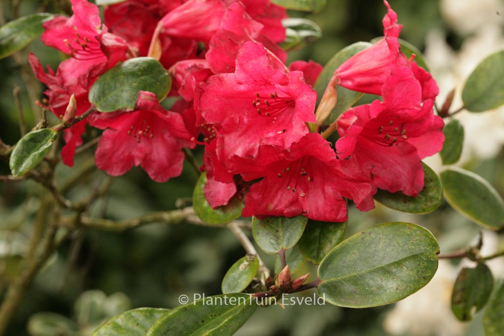 Rhododendron ‘Tromba’