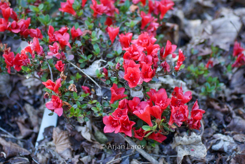 Rhododendron ‘Tuffet’ (Azalea)