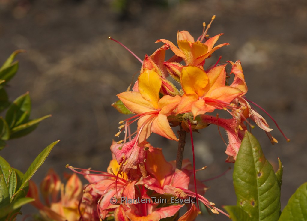 Rhododendron ‘Van Houtte Flore Pleno’ (Azalea