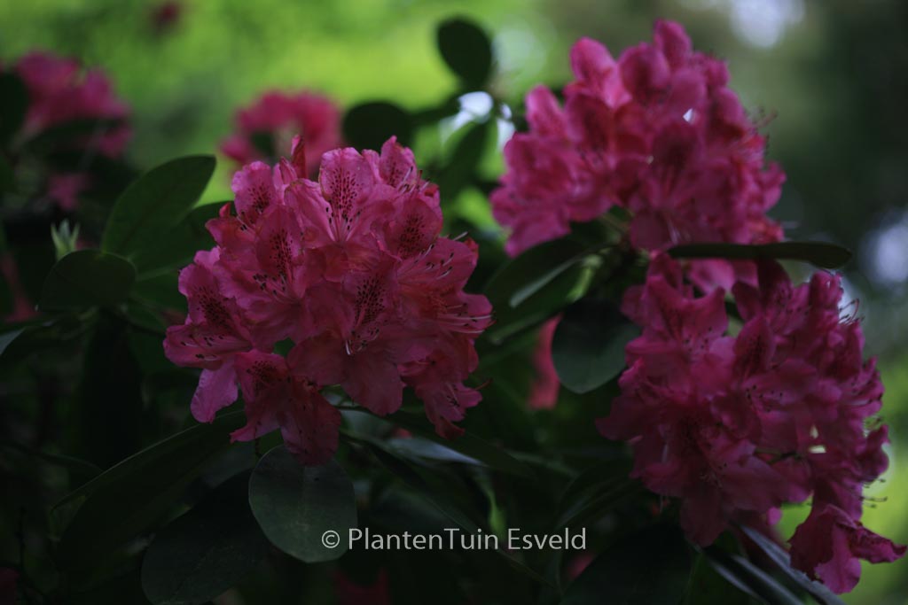 Rhododendron ‘Van Weerden Poelman’