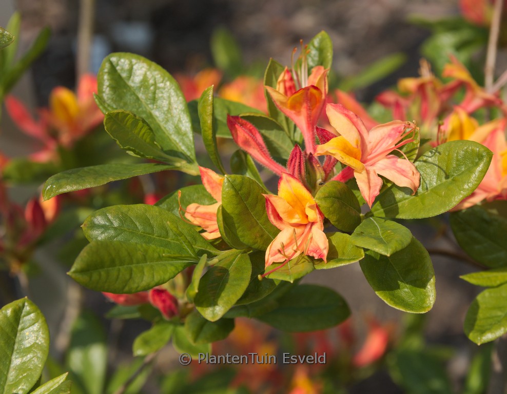 Rhododendron ‘Versicolor’ (Azalea)