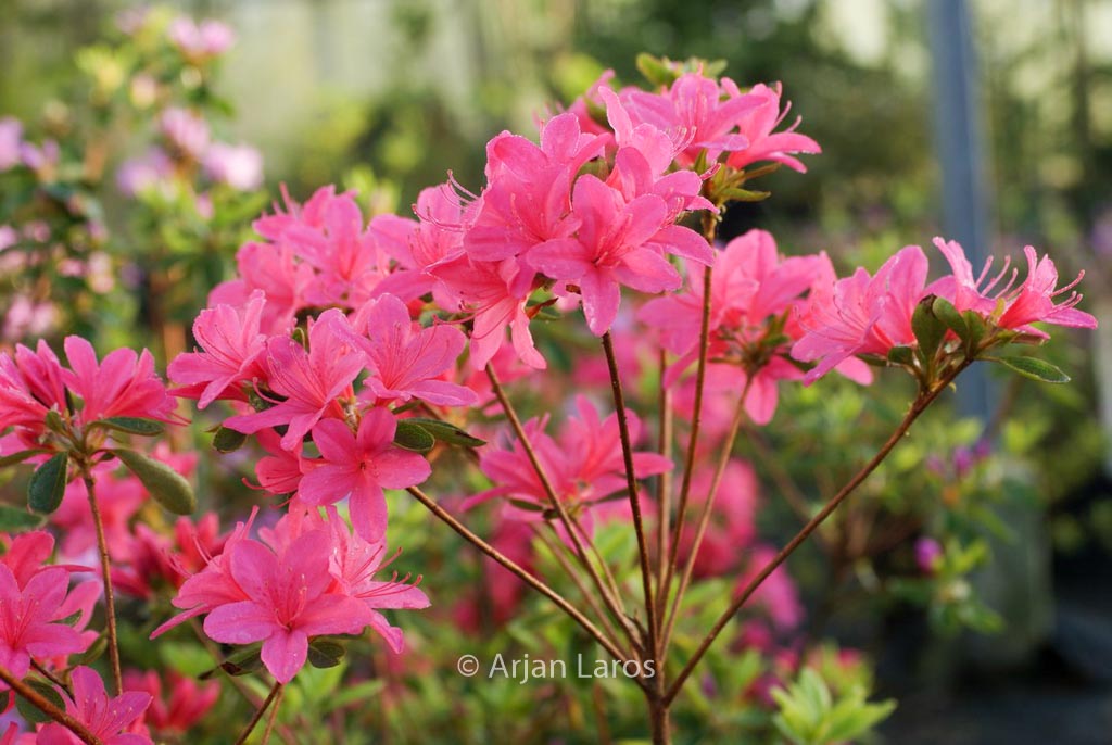 Rhododendron ‘Victorine Hefting’ (Azalea)