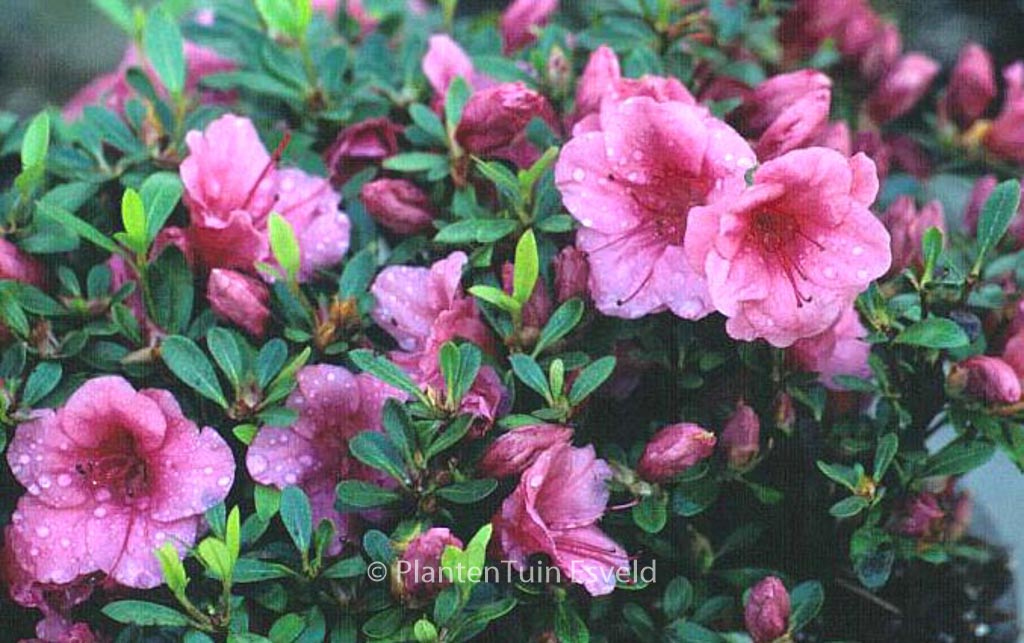 Rhododendron ‘Vida Brown’ (Azalea)