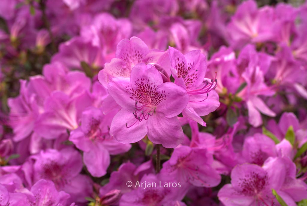 Rhododendron ‘Viking’ (Azalea)