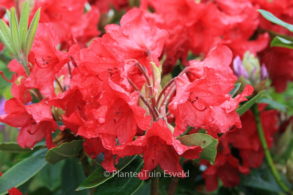 Rhododendron ‘Vulcan’