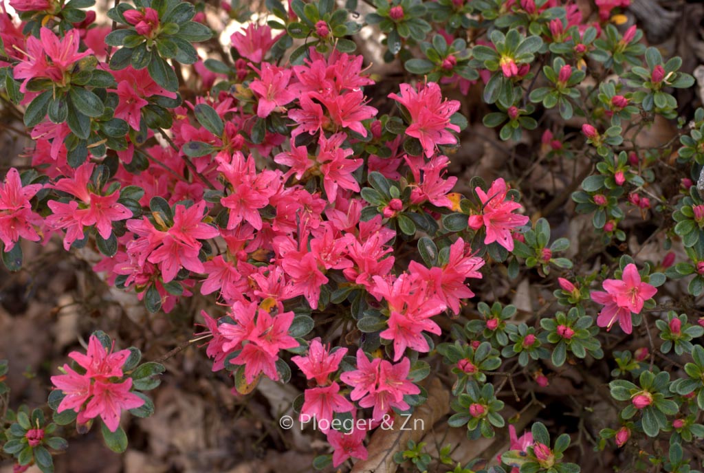 Rhododendron ‘Waka kayede’ (Azalea)