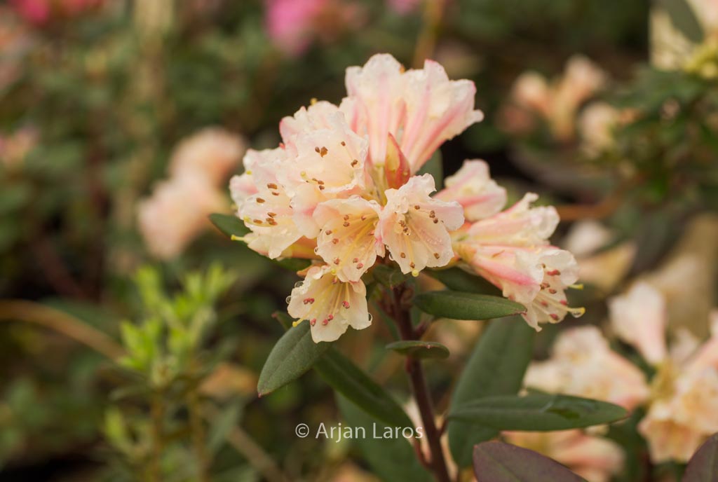 Rhododendron ‘Wheatear’