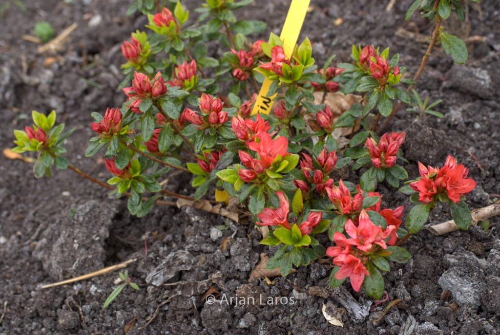 Rhododendron ‘Wildenstein’ (Azalea)