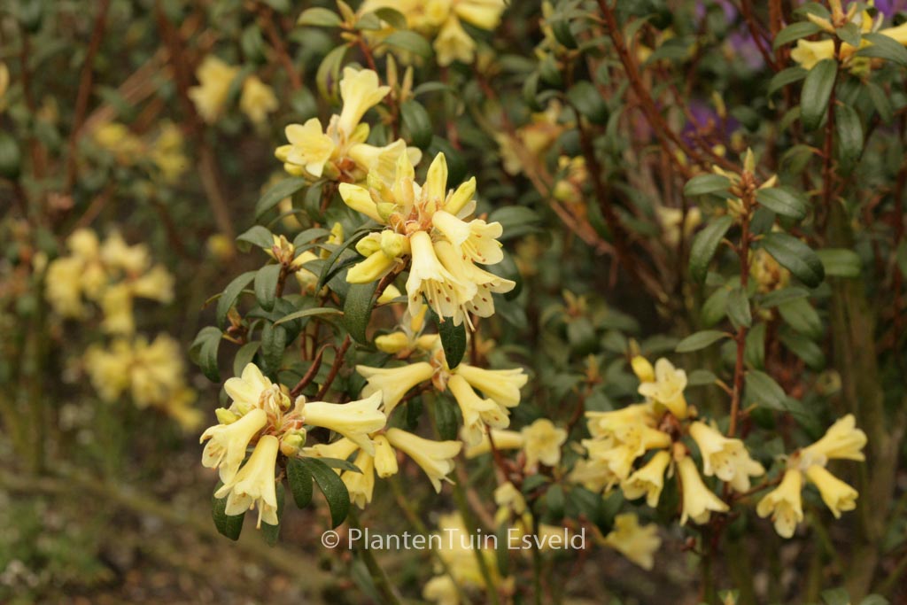 Rhododendron ‘Yellow Hammer’