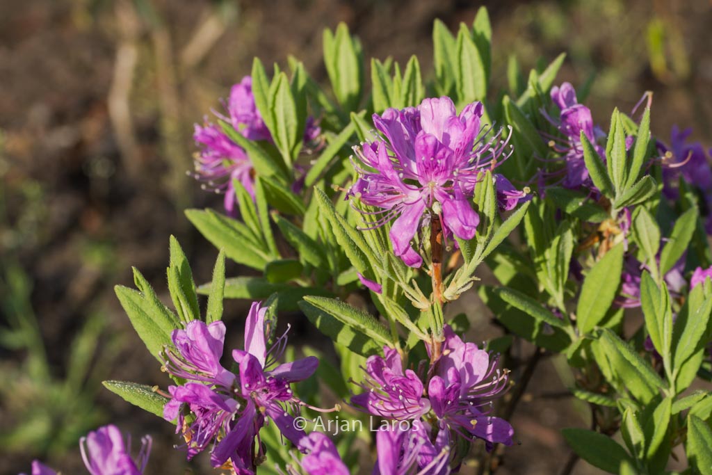 Rhododendron canadense
