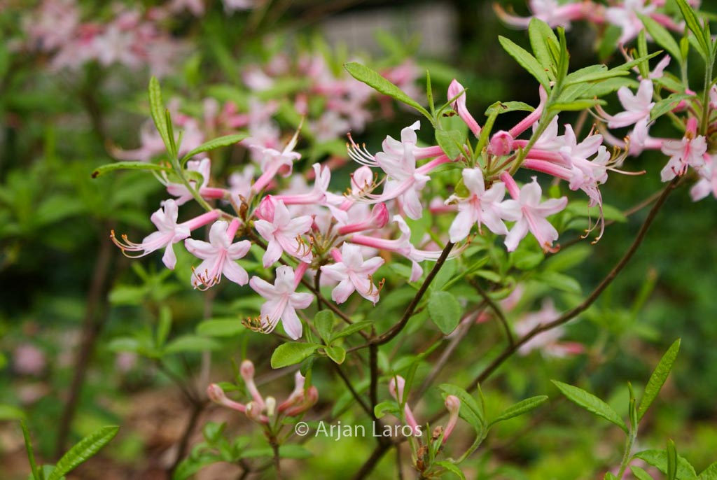 Rhododendron canescens