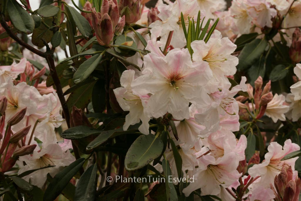 Rhododendron decorum