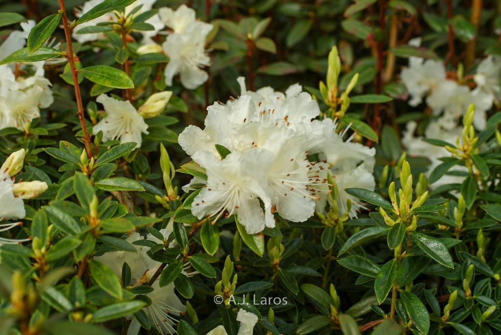 Rhododendron flavidum