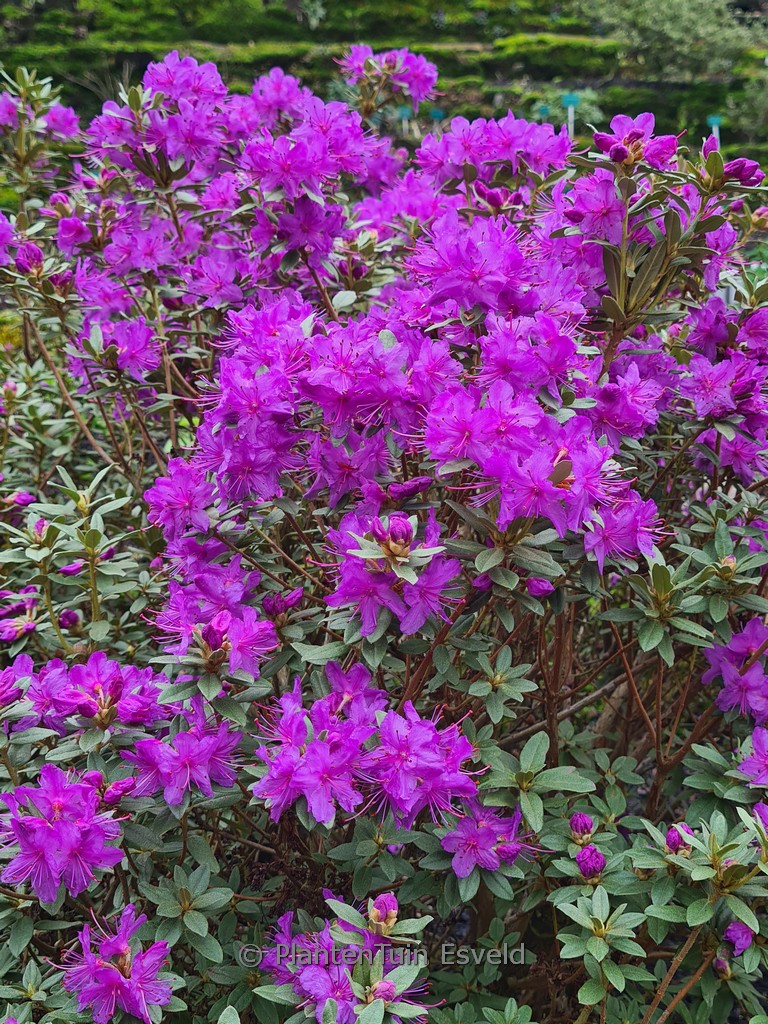 Rhododendron hippophaeoides