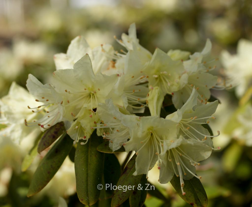 Rhododendron keiskei ‘Banana Boat’