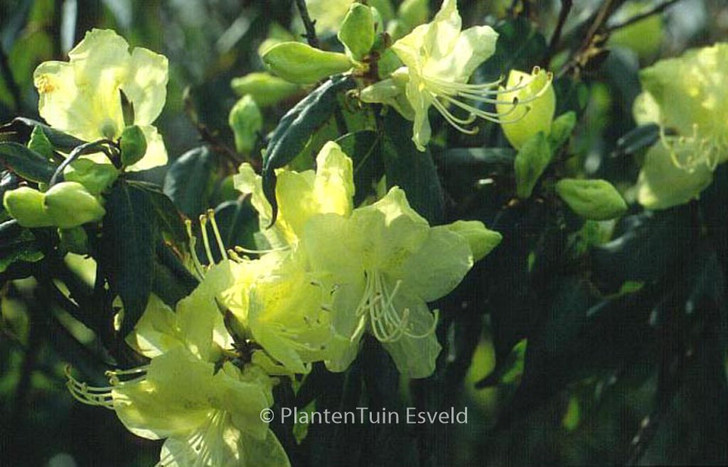 Rhododendron lutescens ‘Bagshot Sands’