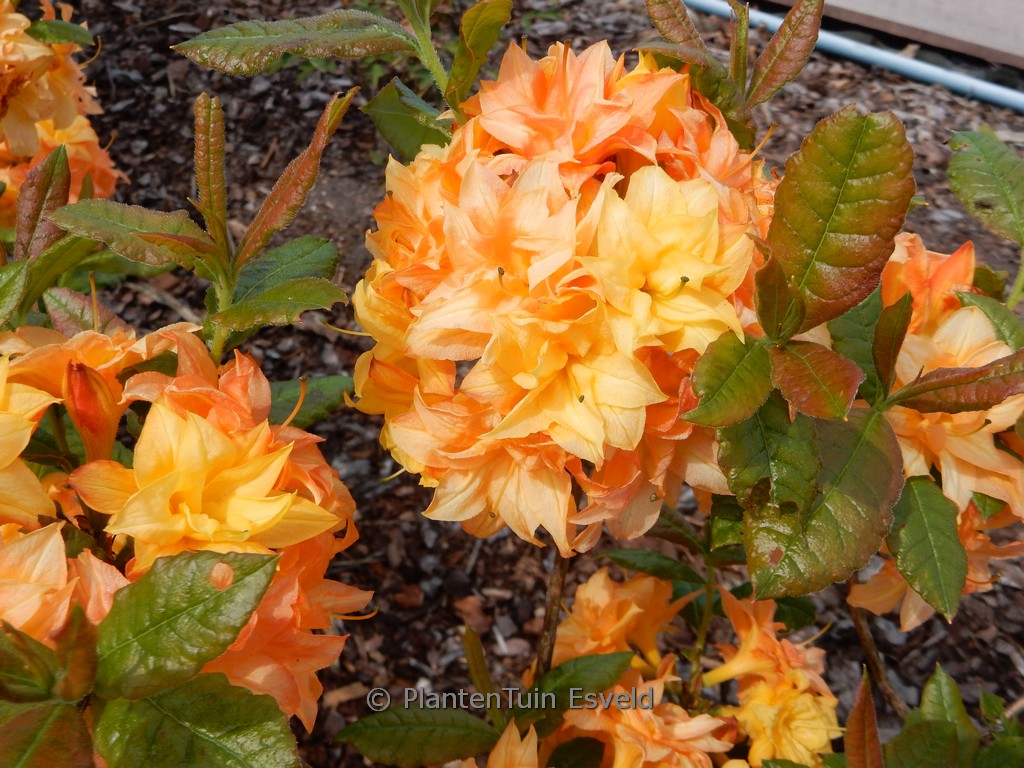 Rhododendron luteum ‘Sun Star’ (Azalea)