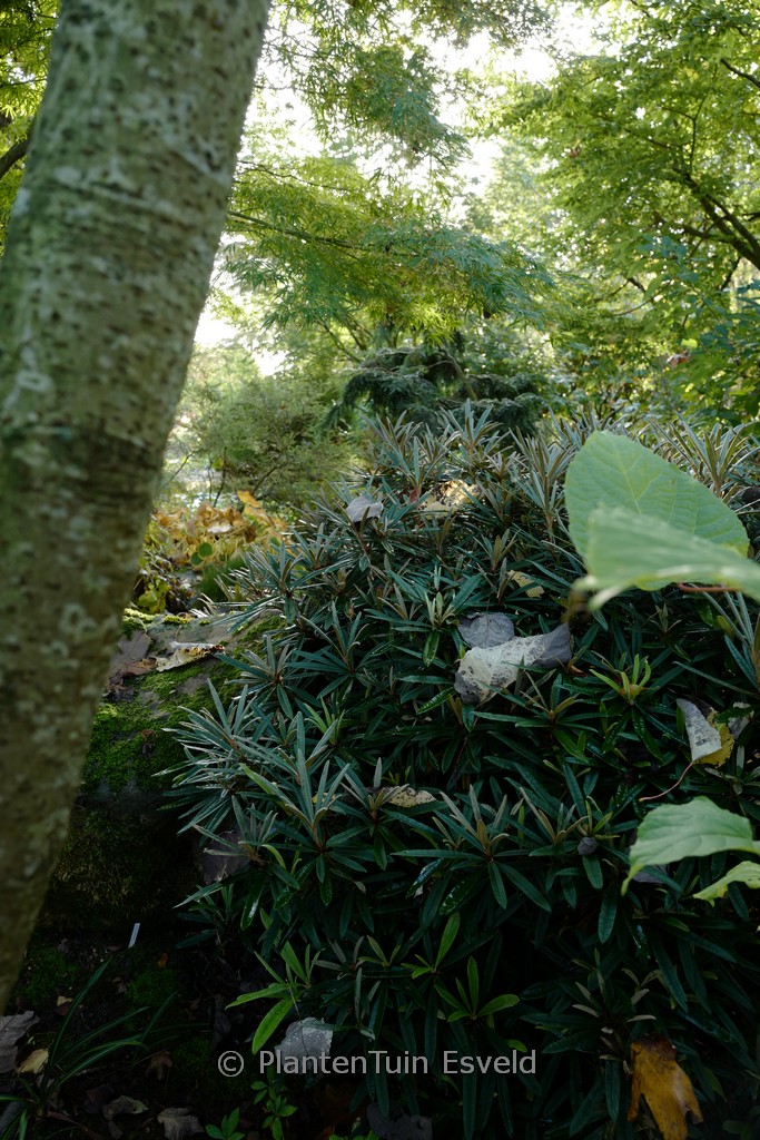 Rhododendron makinoi ‘Fuju kaku no matsu’