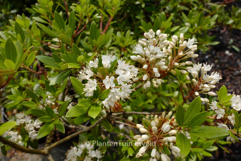 Rhododendron micranthum