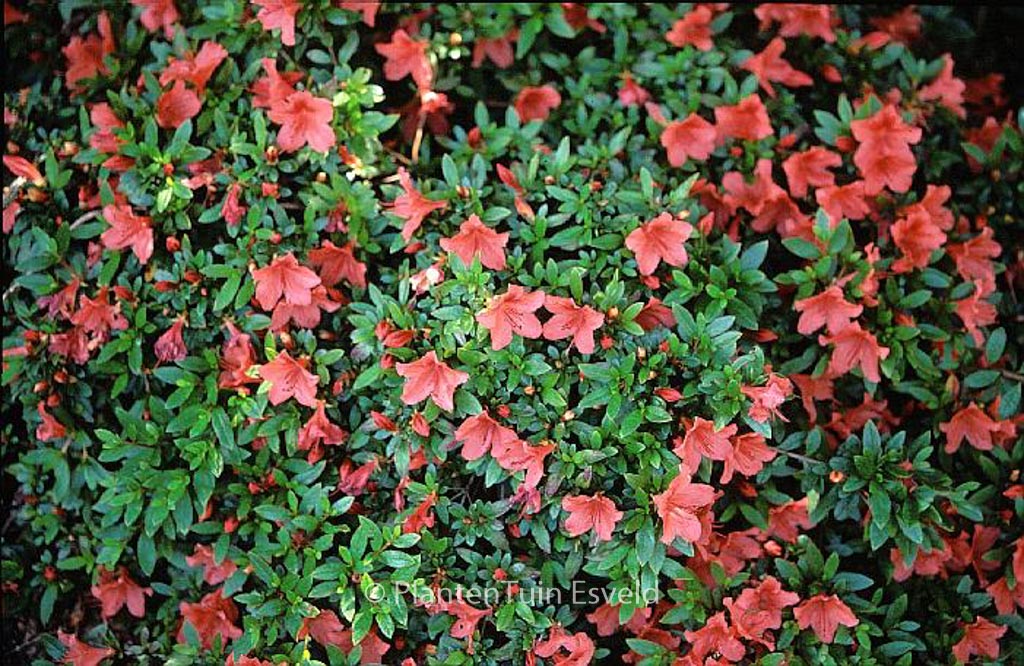 Rhododendron nakaharae ‘Deep Orange’