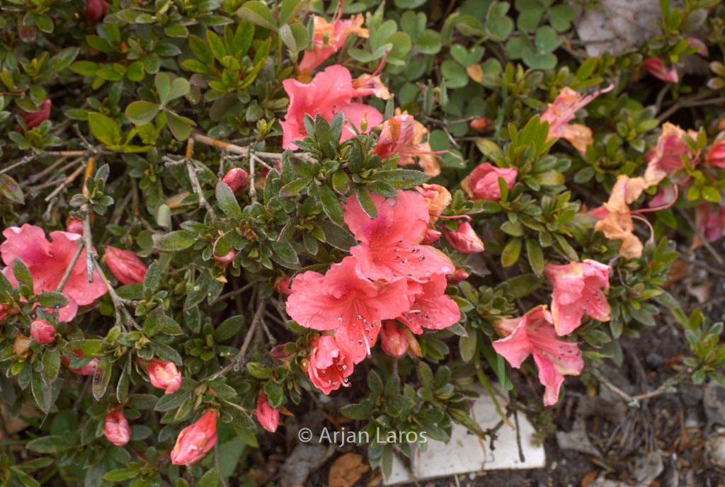Rhododendron nakaharae ‘Michael Hill’