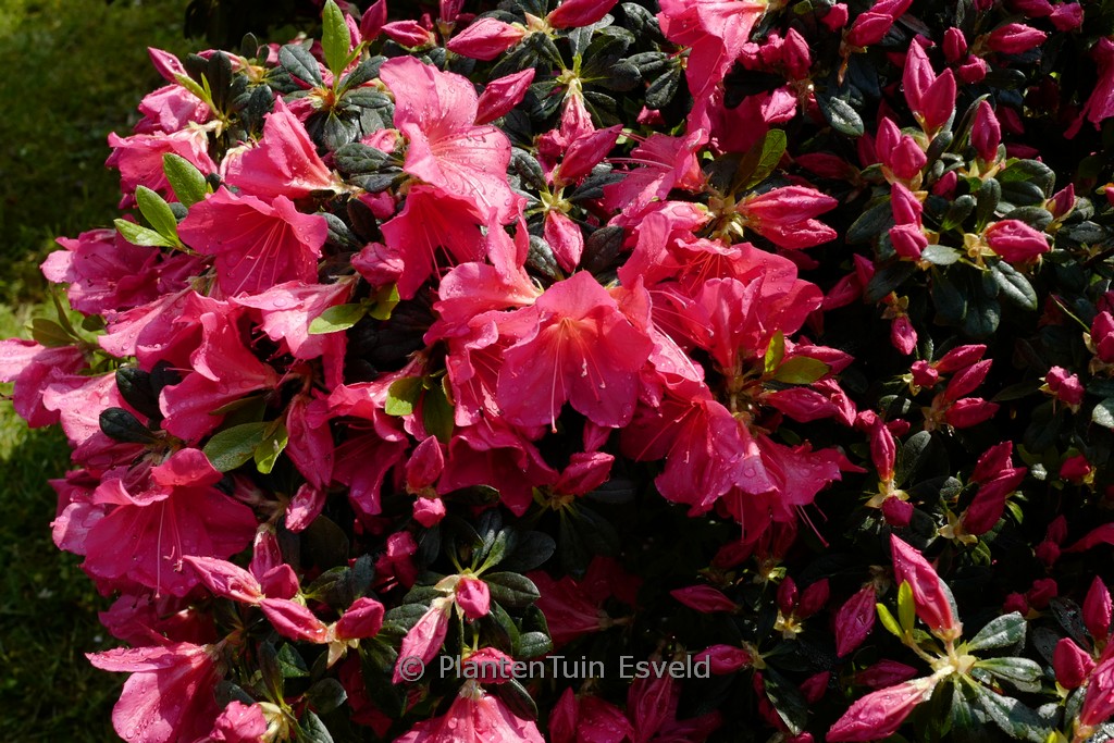 Rhododendron obtusum ‘Arabesk’ (Azalea)