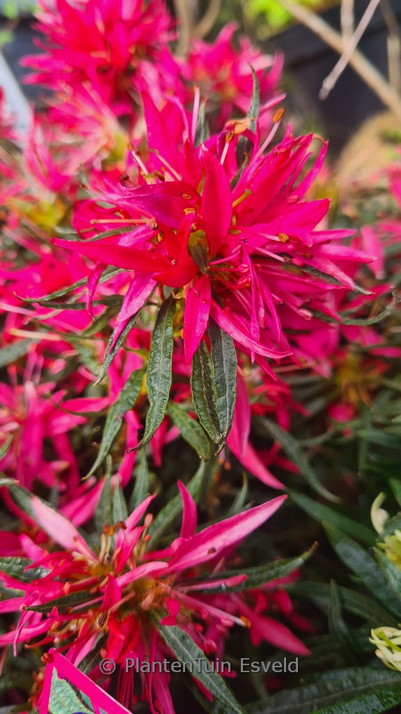 Rhododendron obtusum ‘StarStyle Pink’ (Azalea