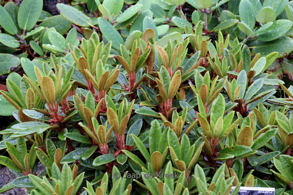 Rhododendron recurvoides