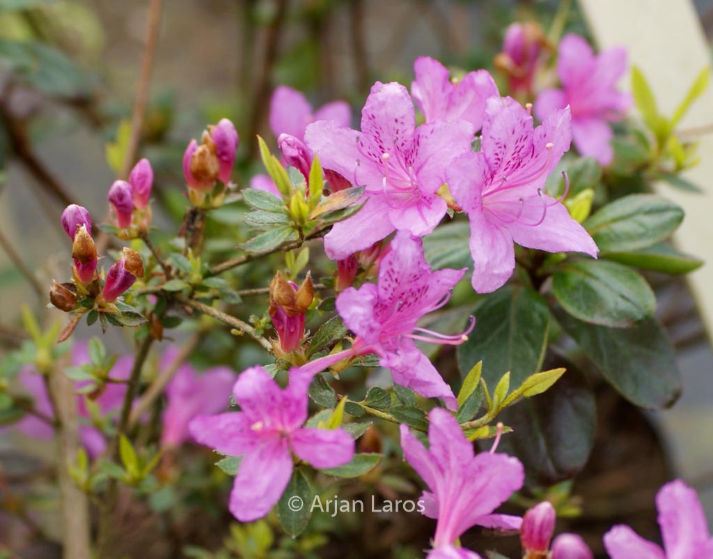 Rhododendron rubropilosum
