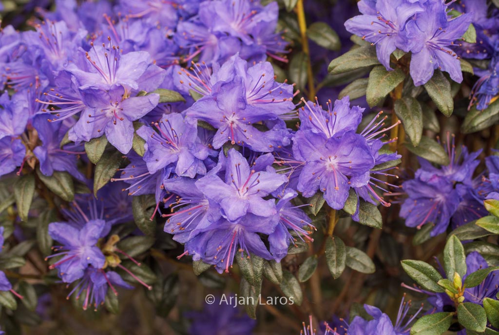 Rhododendron russatum
