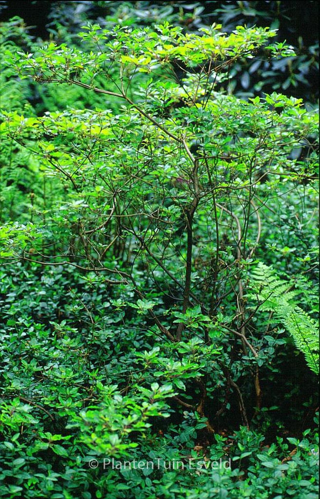 Rhododendron semibarbatum