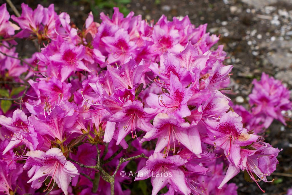 Rhododendron stenopetalum