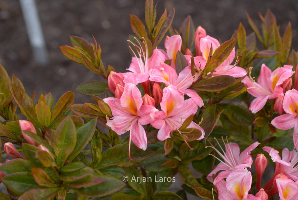 Rhododendron viscosum ‘Juniduft’