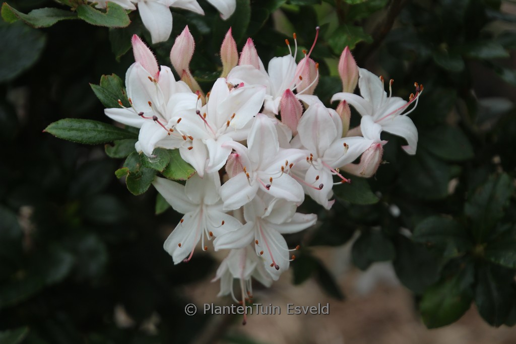 Rhododendron viscosum ‘Sommerduft’