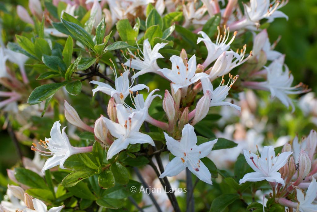 Rhododendron viscosum