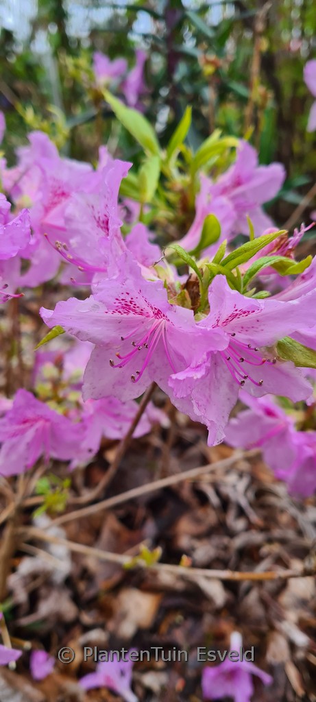 Rhododendron yedoense poukhanense