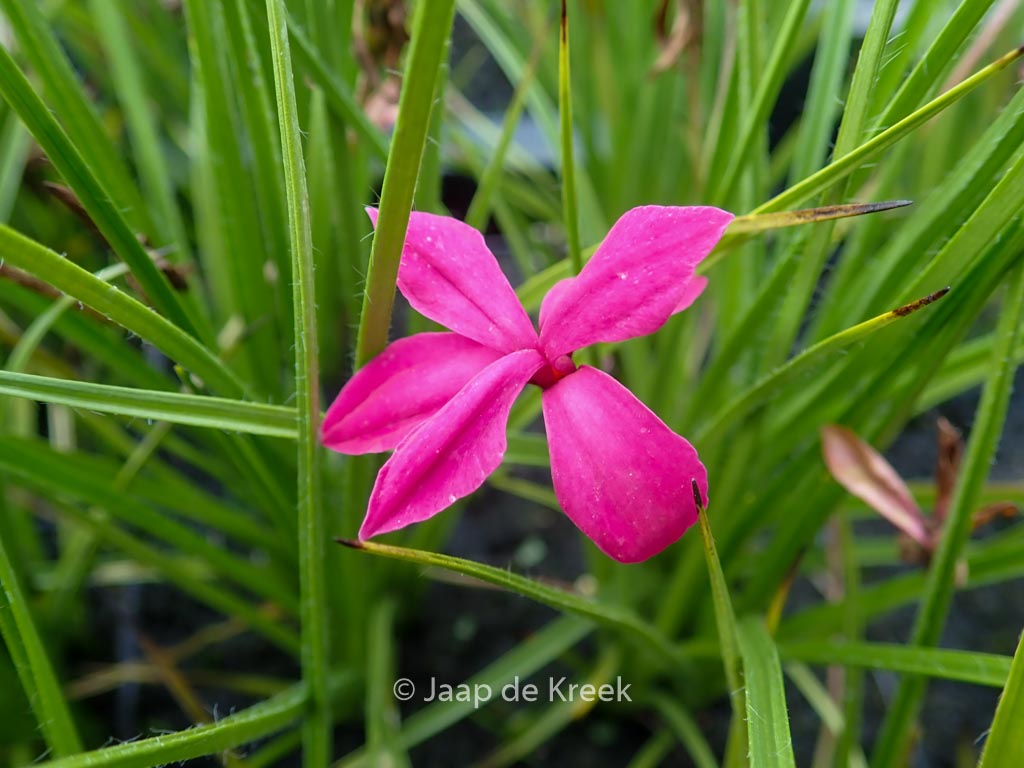 Rhodohypoxis ‘Donald Mann’