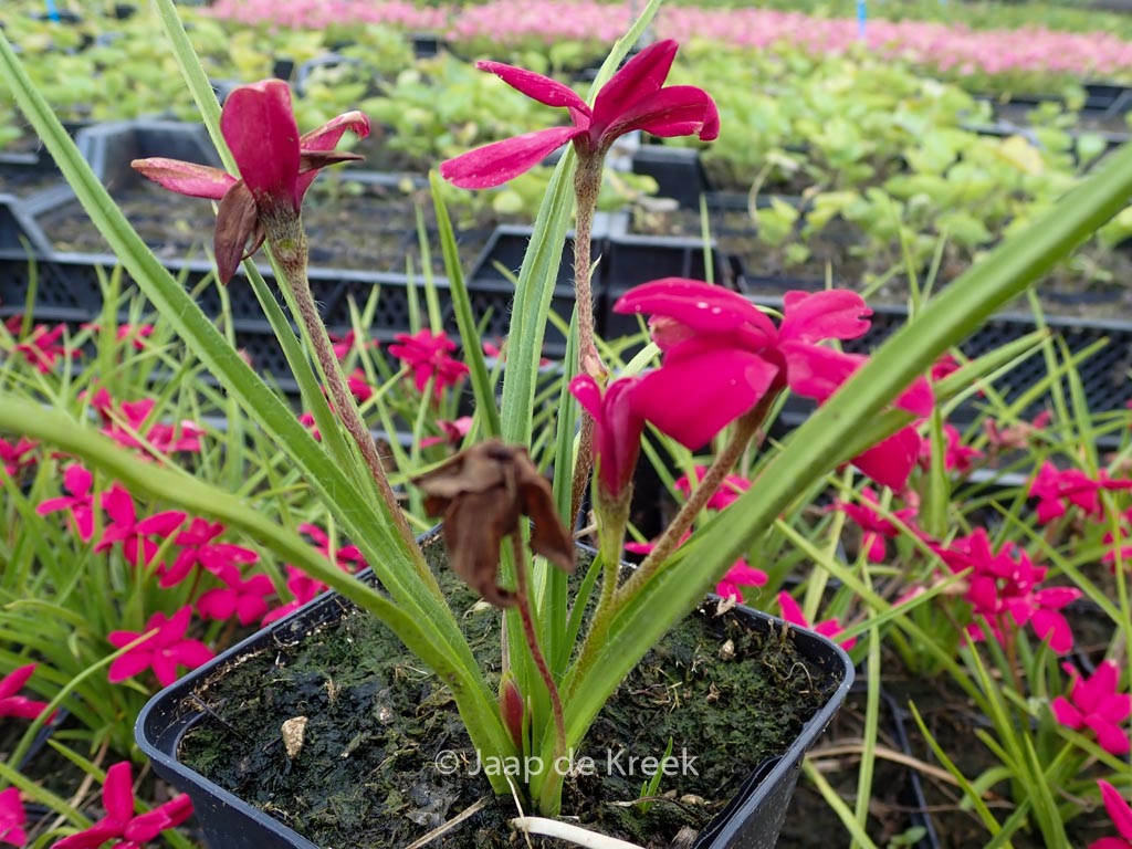 Rhodoxis ‘Beverly’