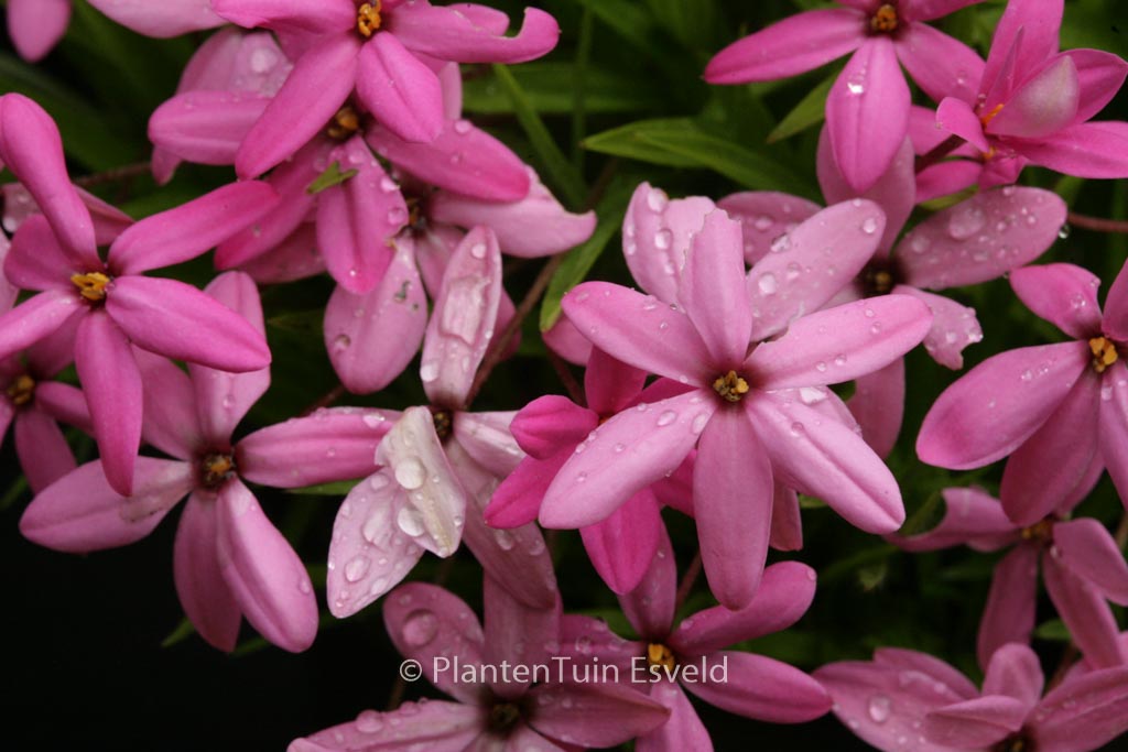 Rhodoxis ‘Ruby Giant’