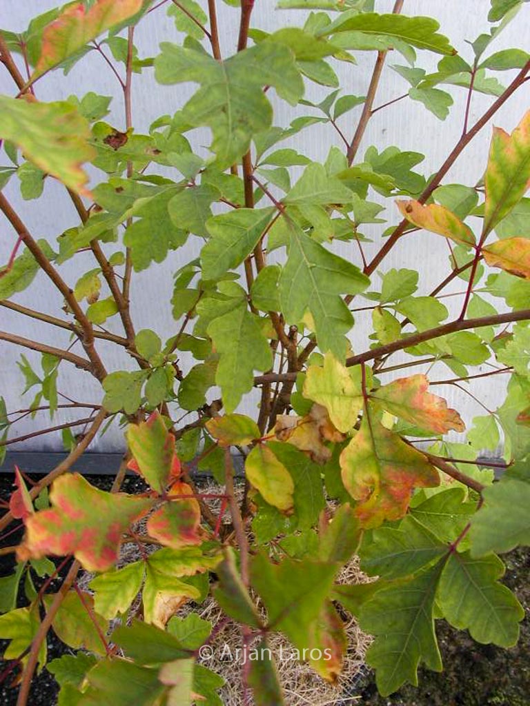 Rhus aromatica