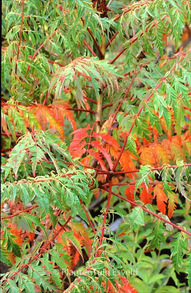Rhus glabra ‘Laciniata’